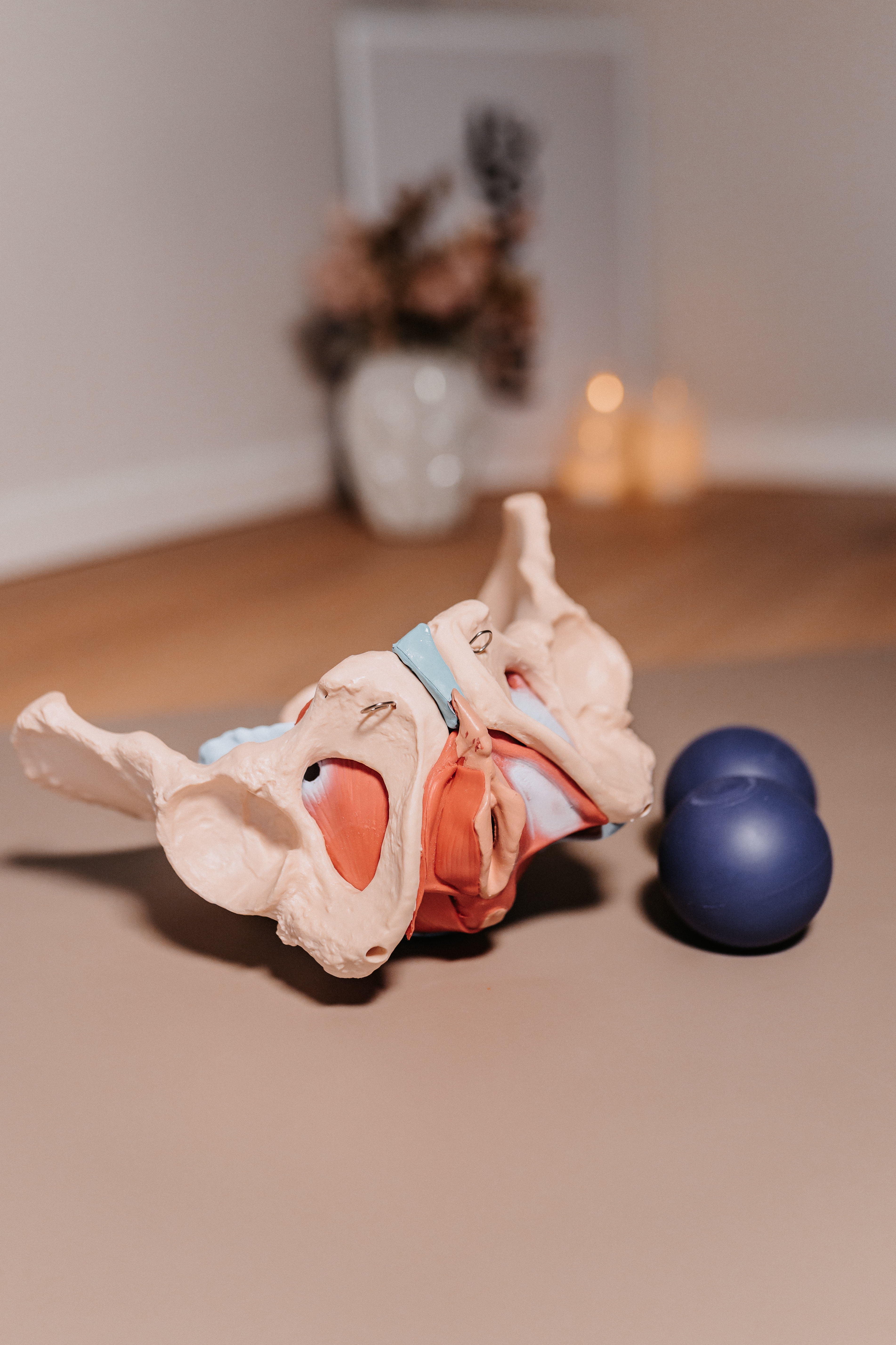 Beckenmodell und Faszienball